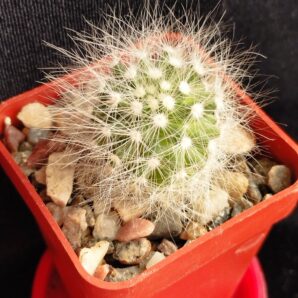 Dolichothele baumii