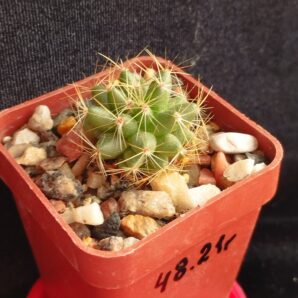 Dolichothele sphaerica