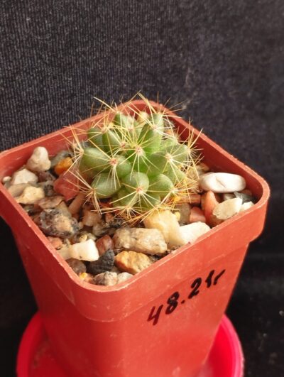 Dolichothele sphaerica