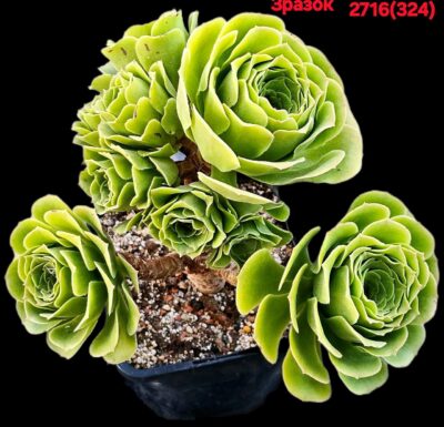 Aeonium arboreum `Green Cashmere` (D plant=10)-2716(324)