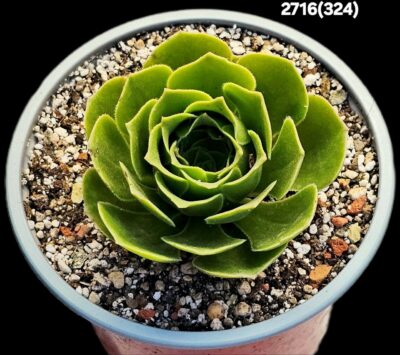 Aeonium arboreum `Green Cashmere` (D plant=10)-2716(324) - Зображення 2