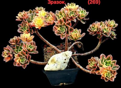 Aeonium `Bronze Medal` fa. variegate (best fa.) (7x7)- 2718(269) - Зображення 3