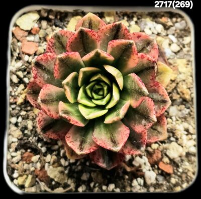 Aeonium `Bronze Medal` fa. variegate (best fa.) (7x7)- 2717(269)