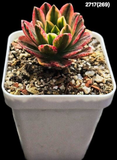 Aeonium `Bronze Medal` fa. variegate (best fa.) (7x7)- 2717(269) - Зображення 2