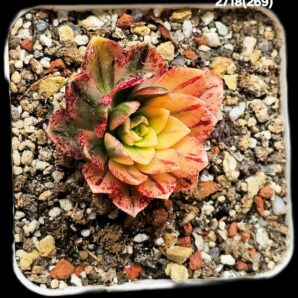 Aeonium `Bronze Medal` fa. variegate (best fa.) (7x7)- 2718(269)