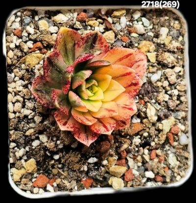 Aeonium `Bronze Medal` fa. variegate (best fa.) (7x7)- 2718(269)