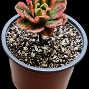 Aeonium `Bronze Medal` fa. variegate (best fa.) (D=9)- 2719(269)