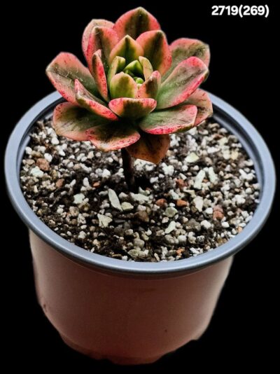 Aeonium `Bronze Medal` fa. variegate (best fa.) (D=9)- 2719(269)