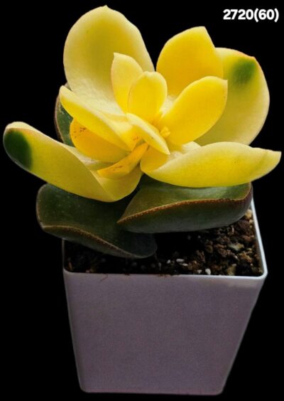 Crassula ovata var. obliqua `Kagetsu Nishiki Maruba` fa. variegata (8x8)-2720(60)