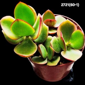 Crassula ovata var. obliqua `Kagetsu Maruba` (D=10)-2721(60- 1)