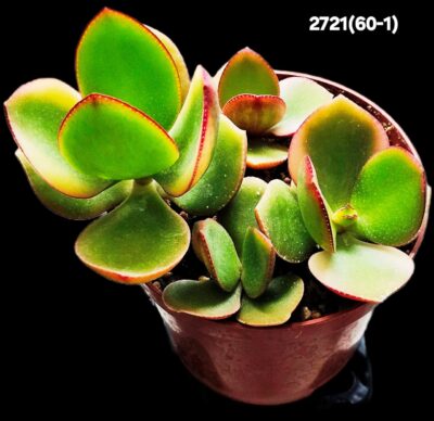 Crassula ovata var. obliqua `Kagetsu Maruba` (D=10)-2721(60- 1)