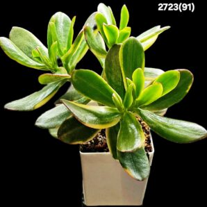 Crassula ovata `Lemon & Lime` (D pl.=20)-2723(91)