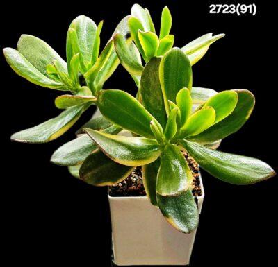 Crassula ovata `Lemon & Lime` (D pl.=20)-2723(91)
