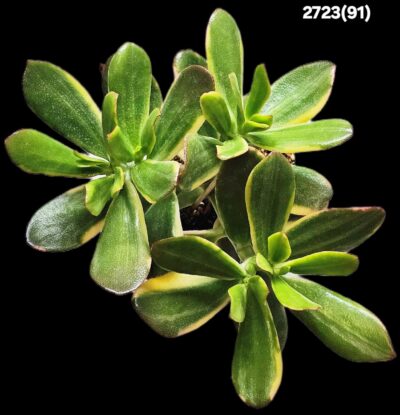 Crassula ovata `Lemon & Lime` (D pl.=20)-2723(91) - Зображення 2