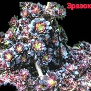 Aeonium `Tip Top` (6x6)-2724(263)