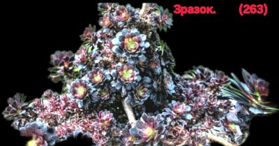 Aeonium `Tip Top` (6x6)-2724(263)