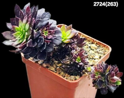 Aeonium `Tip Top` (6x6)-2724(263) - Зображення 2
