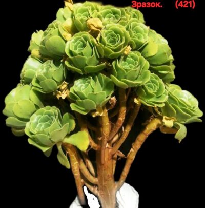 Aeonium `Sunkiss` (D=11)-2726(421)