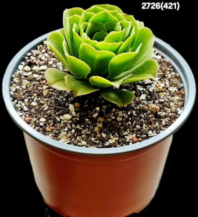 Aeonium `Sunkiss` (D=11)-2726(421) - Зображення 3