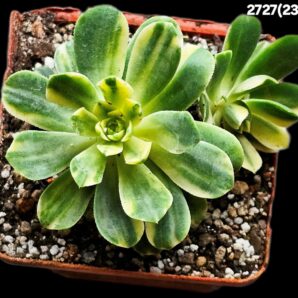 Aeonium castello-paivae fa. variegata (7x7)-2727(236)