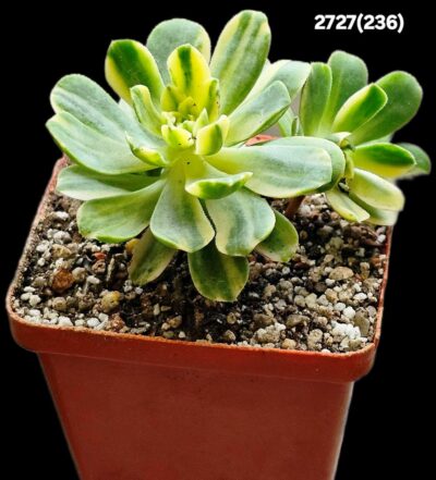 Aeonium castello-paivae fa. variegata (7x7)-2727(236) - Зображення 2