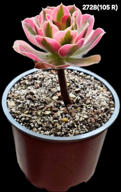 Aeonium `Pink Witch Red Middle ` fa. variegate (D=10)- 2728(105R) - Зображення 2