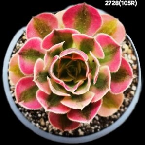 Aeonium `Pink Witch Red Middle ` fa. variegate (D=10)- 2728(105R)
