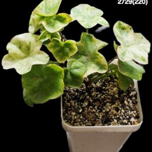 Pelargonium `Wood's Surprise` (D pl.=13)-2729(220)