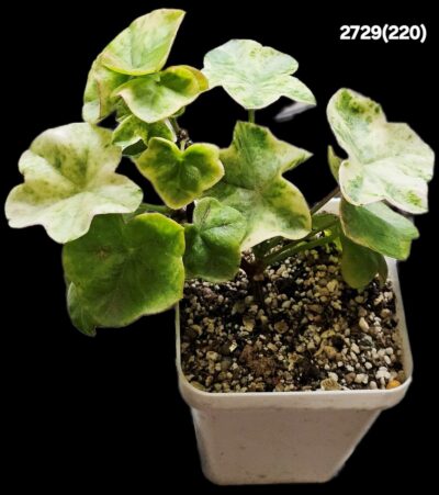 Pelargonium `Wood's Surprise` (D pl.=13)-2729(220)