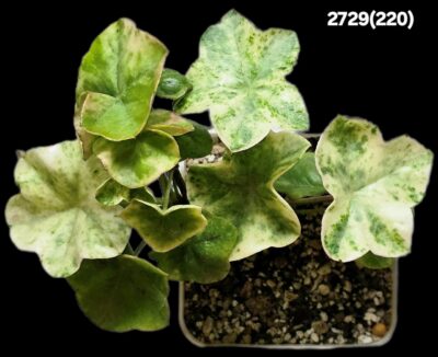 Pelargonium `Wood's Surprise` (D pl.=13)-2729(220) - Зображення 2