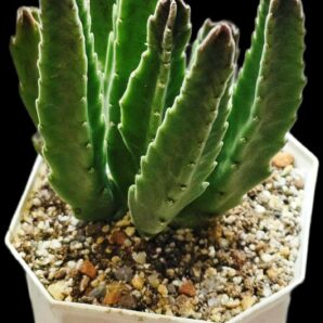 Stapelia hirsuta aff. (8x8)-2730(423)