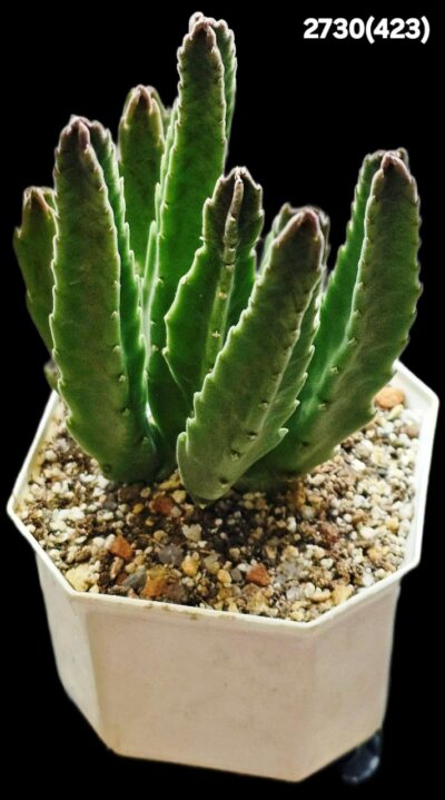 Stapelia hirsuta aff. (8x8)-2730(423)