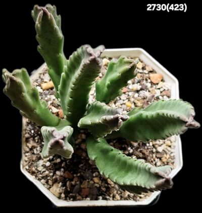 Stapelia hirsuta aff. (8x8)-2730(423) - Зображення 2