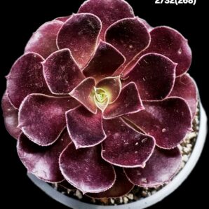 Aeonium `Garnet` (`Irish Eyes`) (D=10)-2732(268)