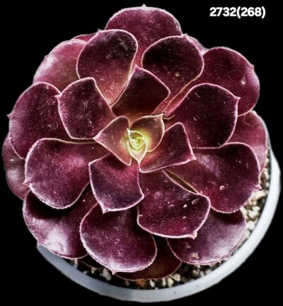 Aeonium `Garnet` (`Irish Eyes`) (D=10)-2732(268)