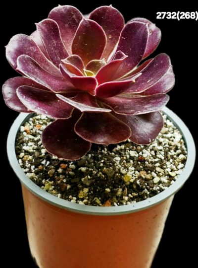 Aeonium `Garnet` (`Irish Eyes`) (D=10)-2732(268) - Зображення 2