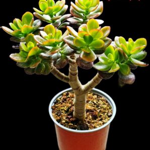 Crassula ovata (Jesus Cabrera) -Korea(8x8)-2733(69)