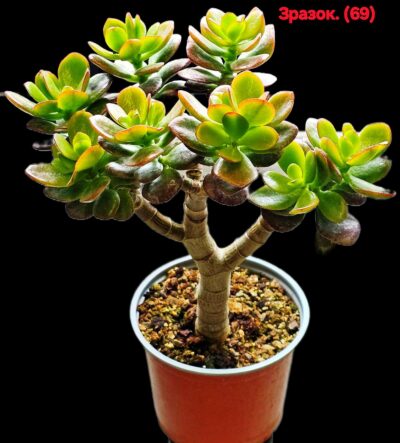 Crassula ovata (Jesus Cabrera) -Korea(8x8)-2733(69)