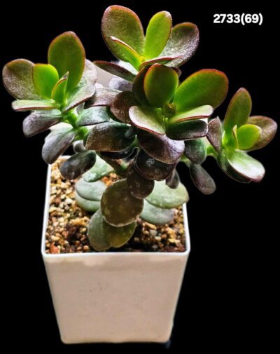 Crassula ovata (Jesus Cabrera) -Korea(8x8)-2733(69) - Зображення 2