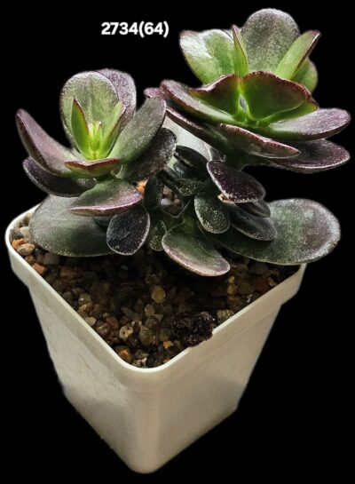 Crassula ovata `Janus` (for bonsai) –Korea (7x7)-2734(64) - Зображення 3