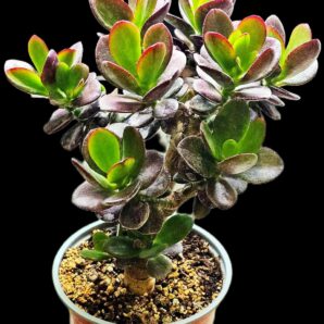 Crassula ovata `Janus` (for bonsai) –Korea (7x7)-2734(64)