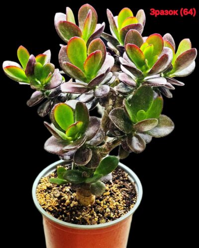 Crassula ovata `Janus` (for bonsai) –Korea (7x7)-2734(64)