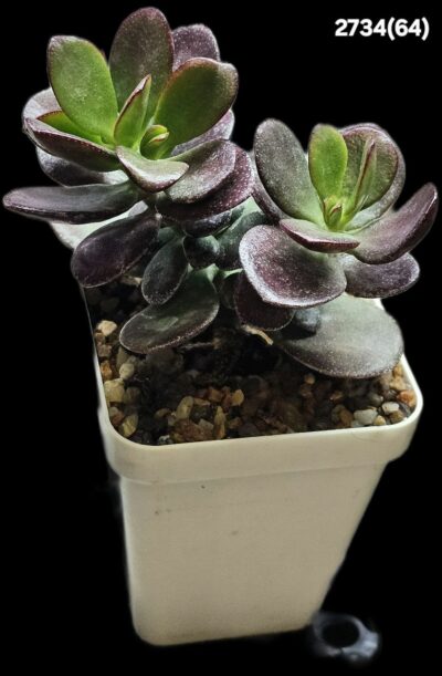 Crassula ovata `Janus` (for bonsai) –Korea (7x7)-2734(64) - Зображення 2