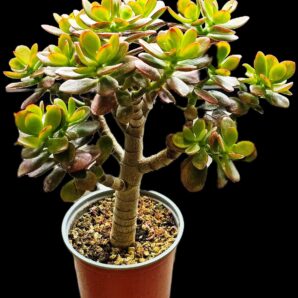 Crassula ovata var. minor `Hime Ougon Kagetsu` -Korea(8x8)- 2735(41)