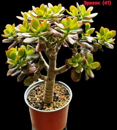 Crassula ovata var. minor `Hime Ougon Kagetsu` -Korea(8x8)- 2735(41)