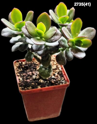 Crassula ovata var. minor `Hime Ougon Kagetsu` -Korea(8x8)- 2735(41) - Зображення 2