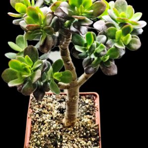 Crassula ovata `Korea White 1` -Korea(8x8)-2736(95)