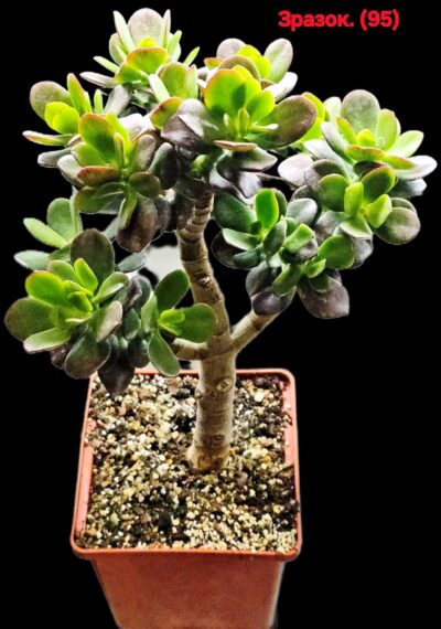Crassula ovata `Korea White 1` -Korea(8x8)-2736(95)