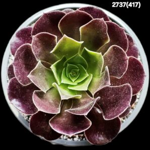 Aeonium `Velour` (D pl.=11)-2737(417)
