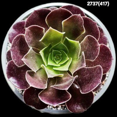 Aeonium `Velour` (D pl.=11)-2737(417)